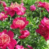 Ljepota božura nippon: fotografija i opis, recenzije